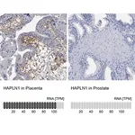 Merck Anti-HAPLN1 antibody produced in rabbit