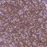 Merck Anti-SLC8B1 antibody produced in rabbit