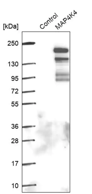 Merck Anti-MAP4K4 antibody produced in rabbit
