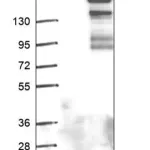 Merck Anti-MAP4K4 antibody produced in rabbit