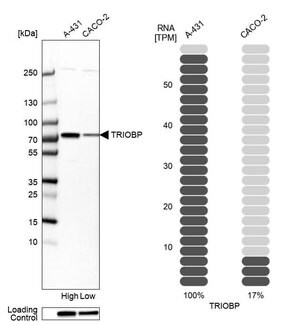 Merck Anti-TRIOBP antibody produced in rabbit