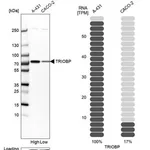 Merck Anti-TRIOBP antibody produced in rabbit