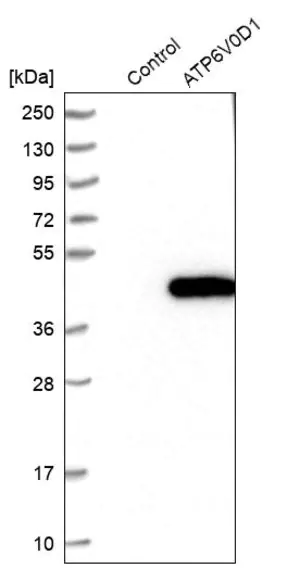 Merck Anti-ATP6V0D1 antibody produced in rabbit