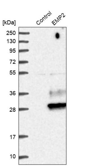 Merck Anti-EMP2 antibody produced in rabbit