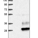 Merck Anti-EMP2 antibody produced in rabbit