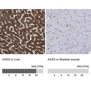 Merck Anti-AASS antibody produced in rabbit