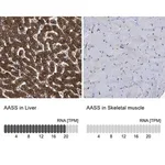 Merck Anti-AASS antibody produced in rabbit
