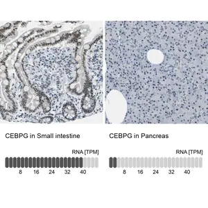 Merck Anti-CEBPG antibody produced in rabbit