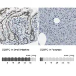 Merck Anti-CEBPG antibody produced in rabbit