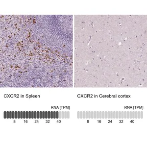 Merck Anti-CXCR2 antibody produced in rabbit
