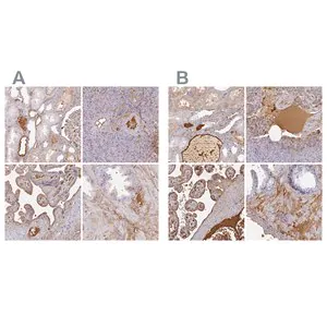 Merck Anti-ALB antibody produced in rabbit