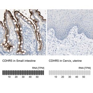Merck Anti-CDHR5 antibody produced in rabbit