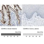 Merck Anti-CDHR5 antibody produced in rabbit