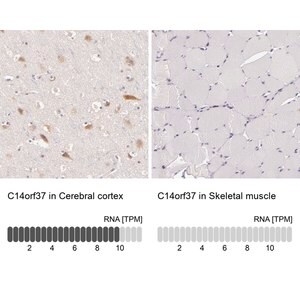 Merck Anti-C14orf37 antibody produced in rabbit