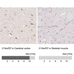 Merck Anti-C14orf37 antibody produced in rabbit