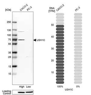 Merck Anti-USH1C antibody produced in rabbit