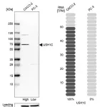 Merck Anti-USH1C antibody produced in rabbit