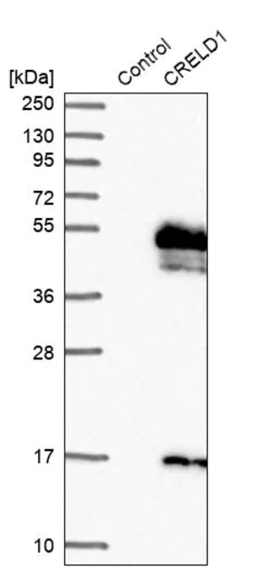 Merck Anti-CRELD1 antibody produced in rabbit