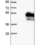 Merck Anti-CRELD1 antibody produced in rabbit