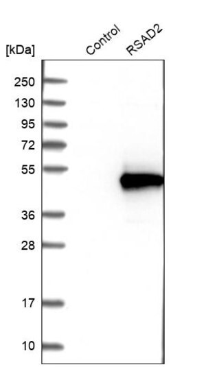 Merck Anti-RSAD2 antibody produced in rabbit