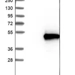 Merck Anti-RSAD2 antibody produced in rabbit