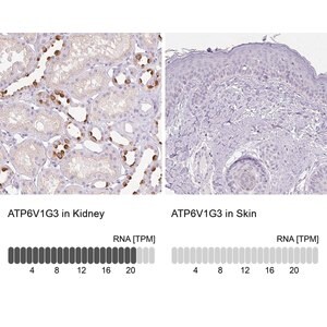 Merck Anti-ATP6V1G3 antibody produced in rabbit