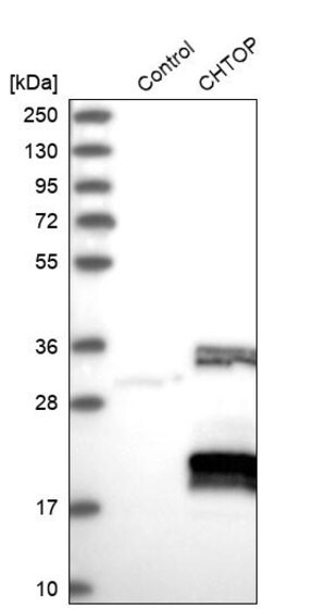 Merck Anti-CHTOP antibody produced in rabbit