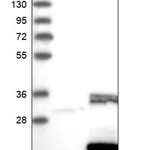 Merck Anti-CHTOP antibody produced in rabbit