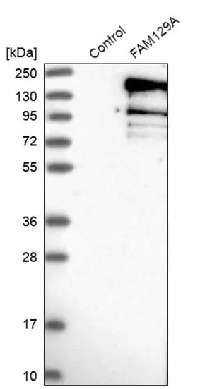 Merck Anti-FAM129A antibody produced in rabbit