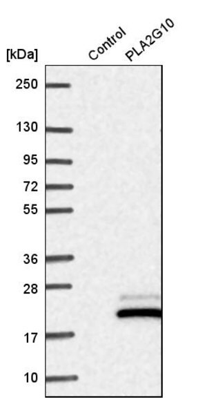 Merck Anti-PLA2G10 antibody produced in rabbit