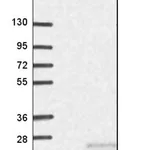 Merck Anti-PLA2G10 antibody produced in rabbit