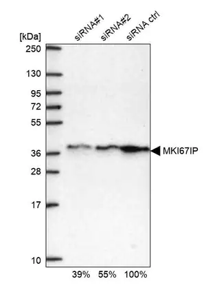 Merck Anti-MKI67IP antibody produced in rabbit