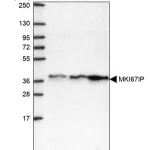 Merck Anti-MKI67IP antibody produced in rabbit