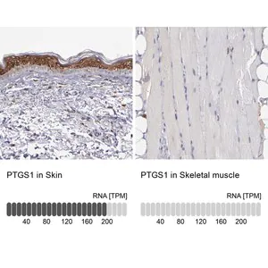 Merck Anti-Anti-PTGS1 antibody produced in rabbit