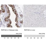Merck Anti-RSPH4A antibody produced in rabbit