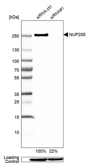 Merck Anti-NUP205 antibody produced in rabbit