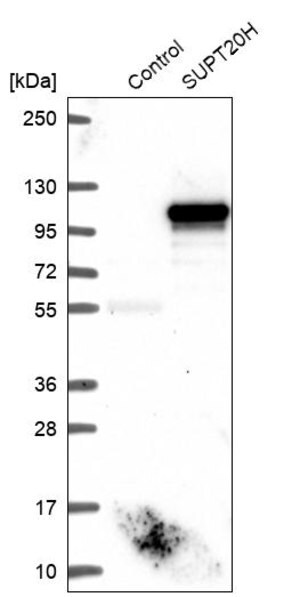 Merck Anti-SUPT20H antibody produced in rabbit