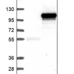 Merck Anti-SUPT20H antibody produced in rabbit