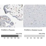 Merck Anti-FCGR2A antibody produced in rabbit