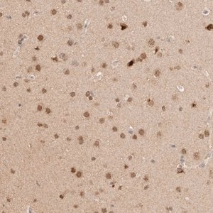 Merck Anti-NPAS2 antibody produced in rabbit