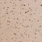 Merck Anti-NPAS2 antibody produced in rabbit