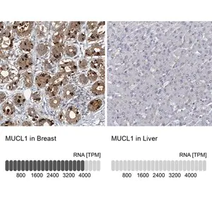 Merck Anti-MUCL1 antibody produced in rabbit