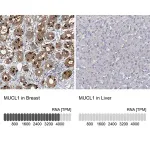 Merck Anti-MUCL1 antibody produced in rabbit