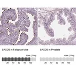Merck Anti-SAXO2 antibody produced in rabbit