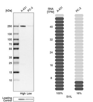 Merck Anti-SVIL antibody produced in rabbit