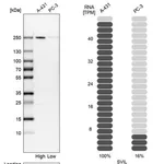 Merck Anti-SVIL antibody produced in rabbit
