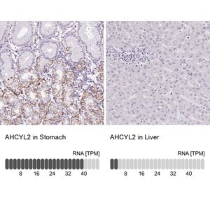 Merck Anti-AHCYL2 antibody produced in rabbit