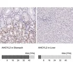 Merck Anti-AHCYL2 antibody produced in rabbit