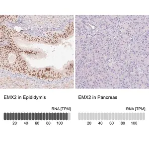 Merck Anti-EMX2 antibody produced in rabbit