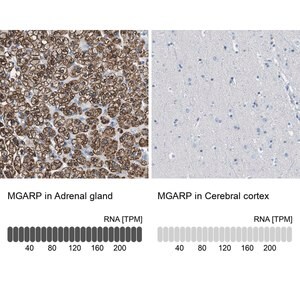 Merck Anti-MGARP antibody produced in rabbit